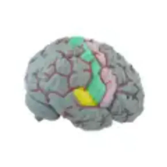 Life Size Human Brain Model - Medical Teaching (w/ 4 sections) EUC - Picture 3 of 10